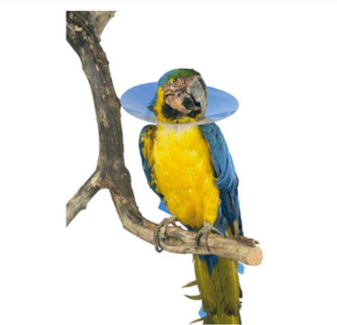 Colar Elizabetano Aves Buster 140mm c/10Un